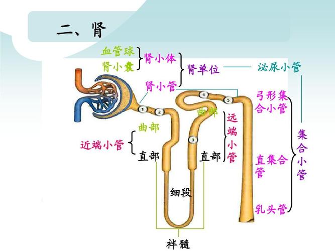 1泌尿系统中文2015ppt