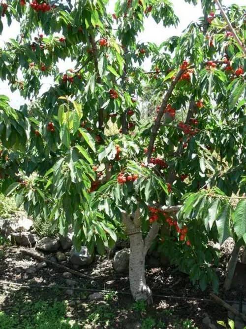 大樱桃种植的主要树形及其整形技术