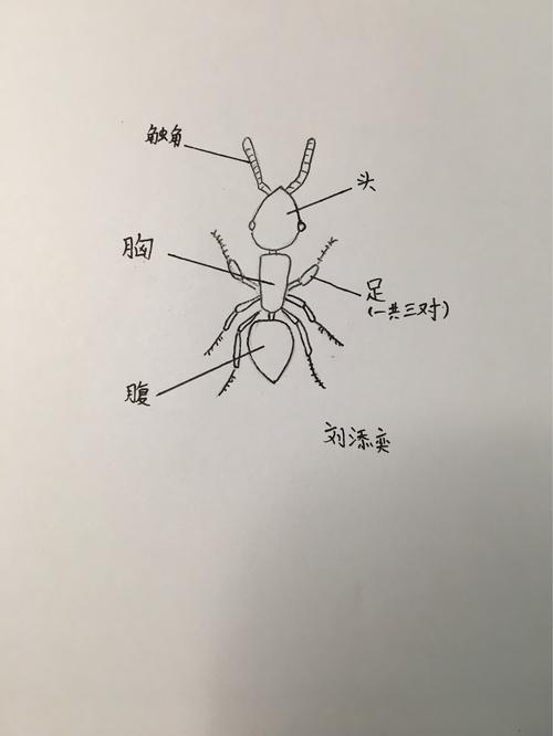 我发现蚂蚁的身体有三节(头,胸,腹),大大的头,嘴巴长着夹子,有三对