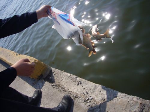 放生照片感动人心:水中莲花,鲤鱼跳龙门(图) - 诸葛长青的日志 - 网易
