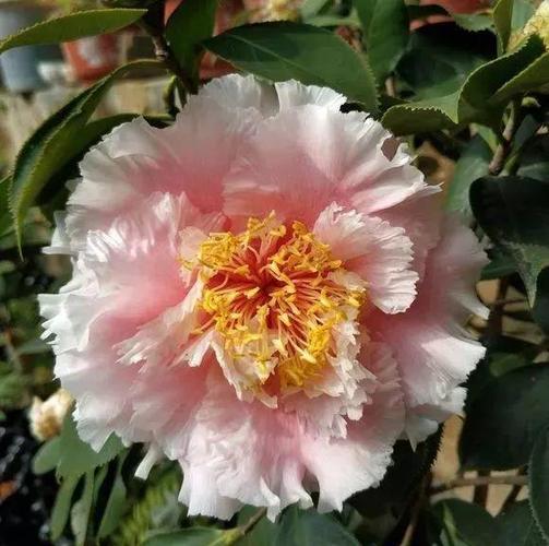 70款最美茶花花大色艳一点不比牡丹差