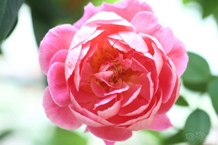 月季花宫娜之美