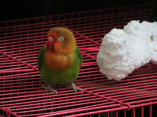 牡丹鹦鹉生病了,呼吸有点急促,嘴巴张开,一直发出咕咕的声音,眼睛一闭