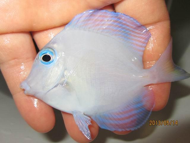 大西洋紫蓝吊7.5cm