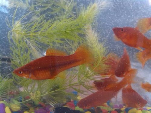 我的红箭鱼是不是快生了,要生要多长时间生呢?请大家帮忙看看