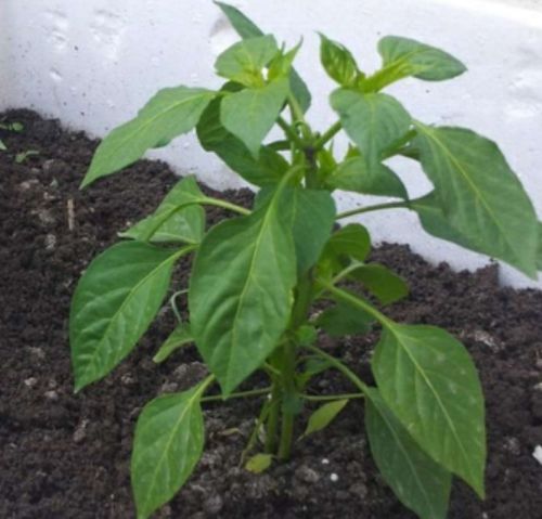 辣椒的生长过程