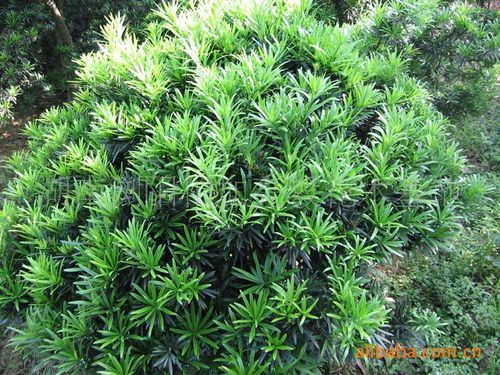 【灌木球类】基地大量供应绿化苗木精品罗汉松球