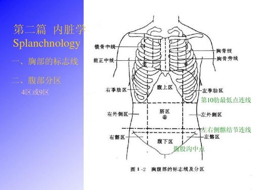 左右侧髂结节连线 腹股沟中点