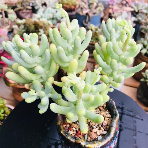 香蕉美人多肉植物可爱萌系多肉办公盆栽群生老桩精养12号一物一拍