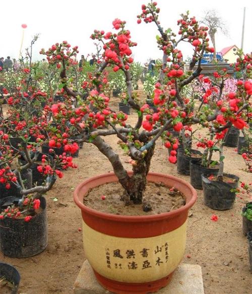 现在日本长寿冠海棠带花苞发货,亲们请知晓!