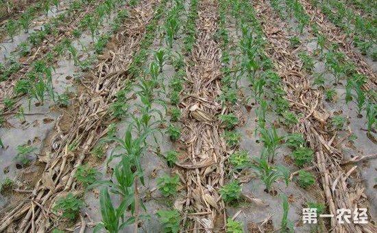 玉米种植怎么覆盖地膜?玉米的地膜覆盖栽培技术要点