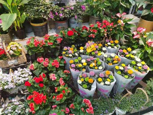 蟹岛国际花卉-"新开在蟹岛的一个花卉市场,很好找,进.