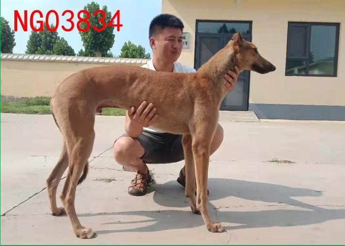 尼克斯 母亲名字: 大黄 出生地: 山东临清 现所在地: 河北临西 犬