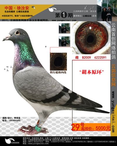 第四期1月14号结拍 云南赛鸽名家【徐汝安】精选赛绩鸽/种 >616