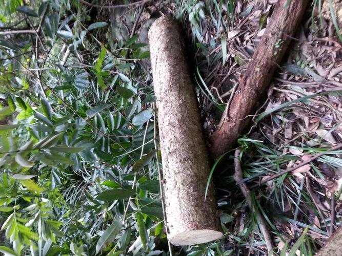 已经鉴定这是金丝楠木,有谁帮我联系买家,谢谢.