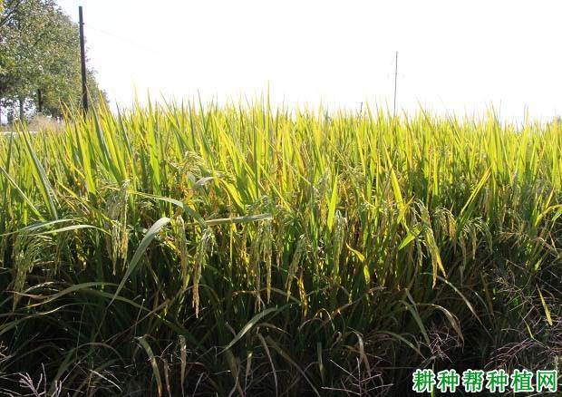 内2优6号水稻品种好不好