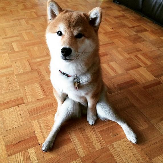 训狗坐下难不难怎样训练让狗狗坐下