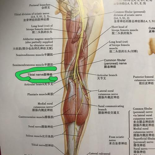 胫神经