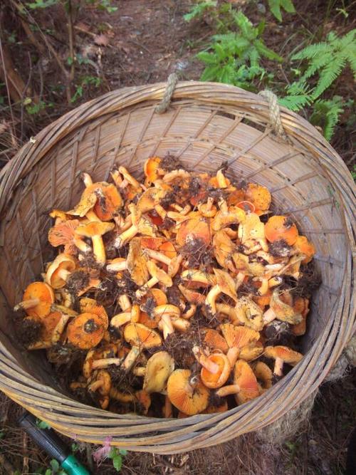 湖南湘西贵名牌菜野生蘑菇最好吃