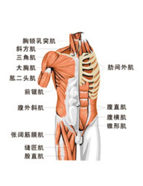 腹直肌?腹横肌?锥形肌?前锯肌?三角肌?到底都是哪里?