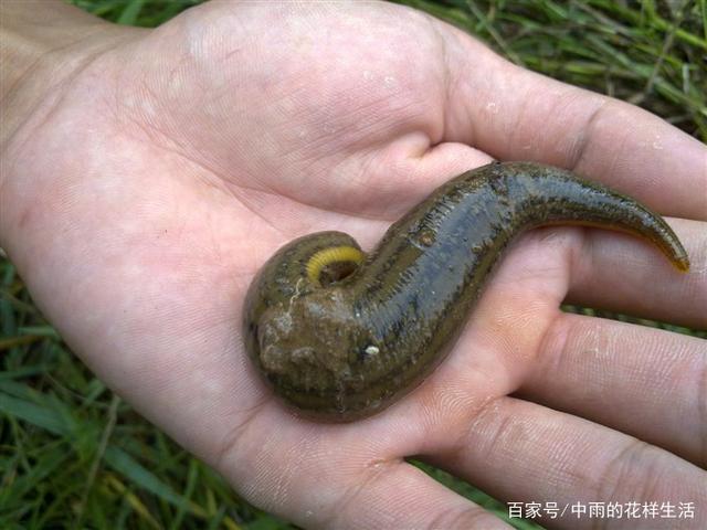 关于蚂蝗的恐怖故事,胆小勿看噢