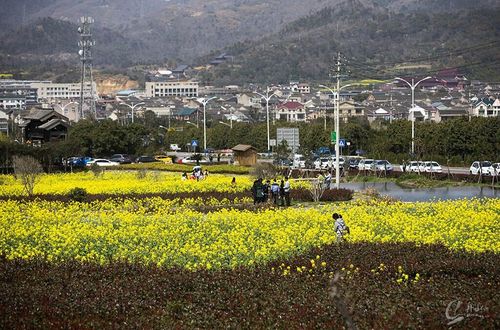 踏青舟山干施岙