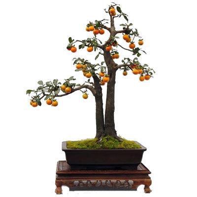 金弹子盆景母桩