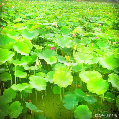 仲夏荷叶满塘遍绿色