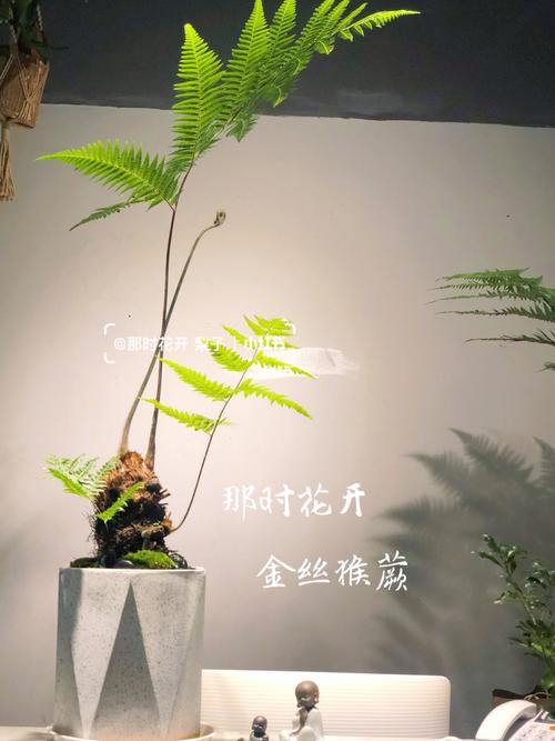文青必备|金丝猴蕨|白垩纪的山野与纯朴_金丝猴怎么样