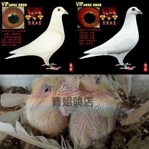 白信鸽纯白活体一对村松白鸽子活体信鸽幼鸽一对鸽子吐尼尔种鸽一