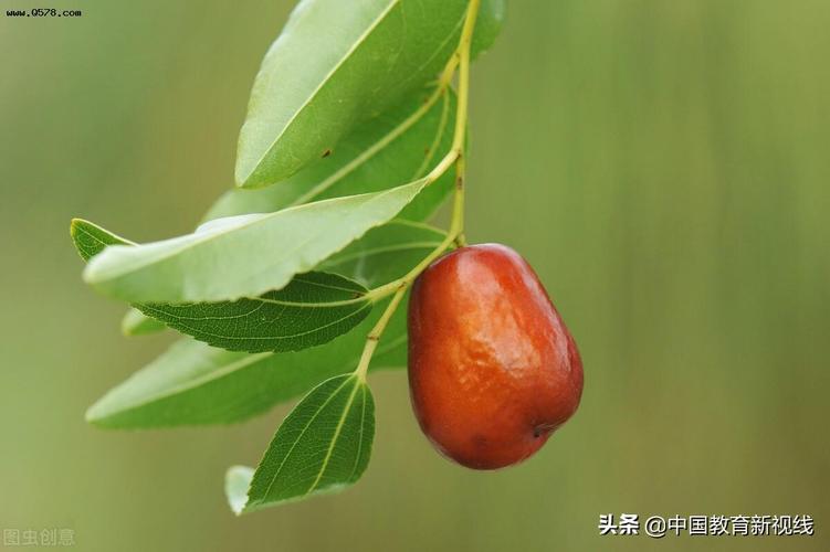 家乡那棵红枣树