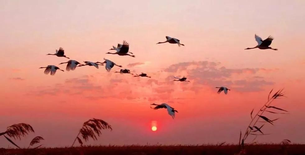 现代诗 丨 《大雁北飞》 文/七凉鱼耳耳