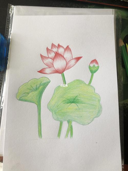 彩铅荷花_荷花_彩铅_绘画_临摹_绘画日常_人文_绘画