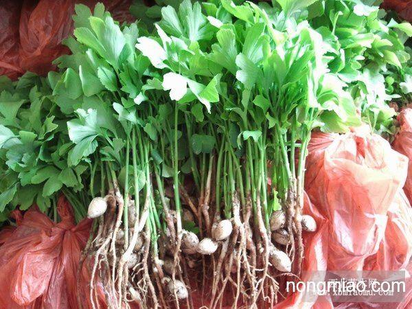 低价供应白果银杏芽苗幼苗