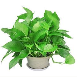 且末 绿萝盆栽花卉 可长出藤(带盆)