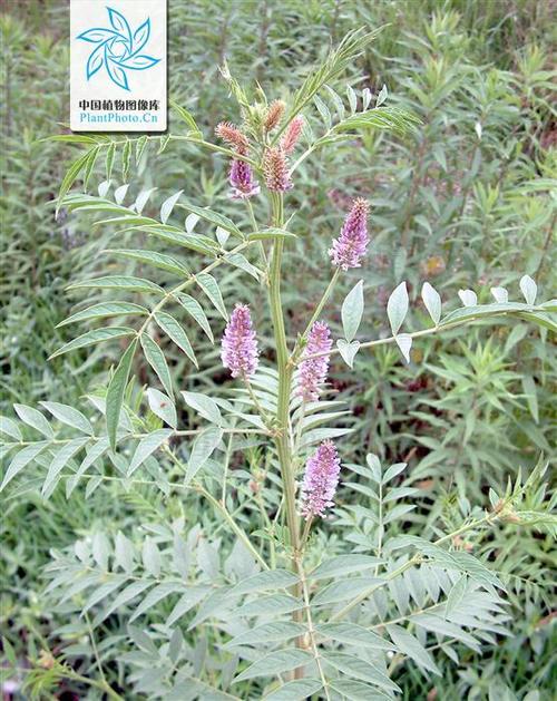 是豆科,甘草属多年生草本植物.根和根状茎无甜味.茎直立,多分枝.