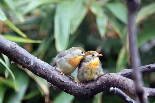 相亲相爱的相思鸟