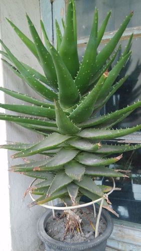 不夜城芦荟10年老桩怎么修剪