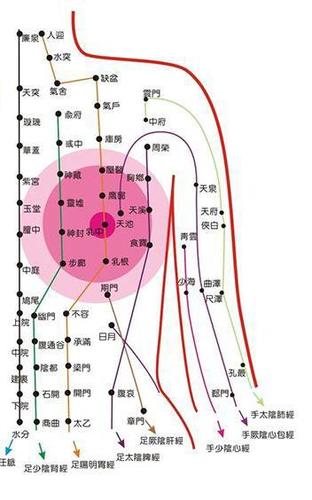 其中,足阳明胃经和足厥阴肝经是乳房最重要的两条经络.