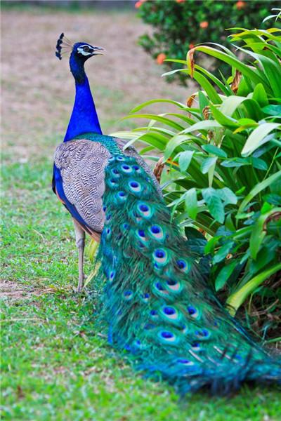 【蓝孔雀养殖】湖州大尾蓝孔雀价格_养殖成本及利润