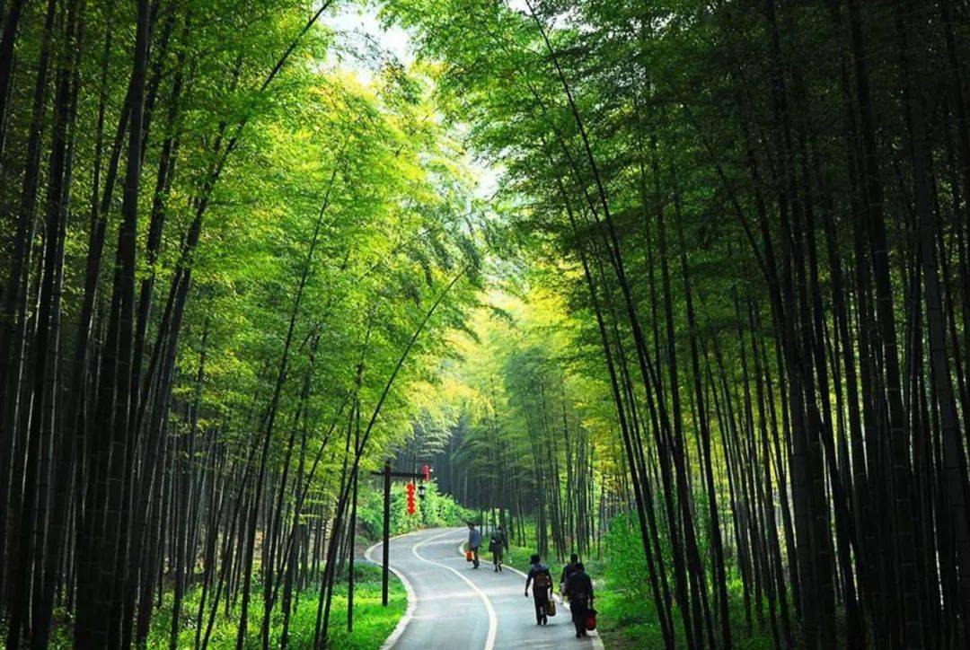 这里便是耒阳蔡伦竹海.