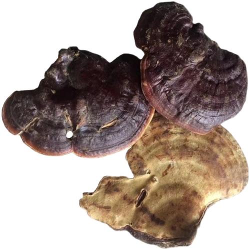 野生无柄赤芝云南灵芝一斤装树纯天然正品500g整枝灵芝