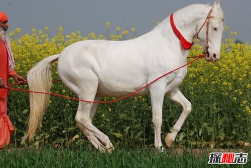 世界上最漂亮的10匹马第十已存在25万年附照片