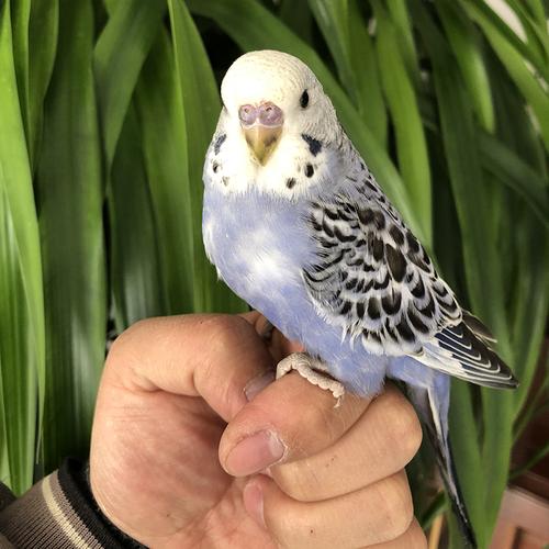 鹦鹉大头虎皮活体说话观赏宠物雏鸟牡丹下蛋鸟