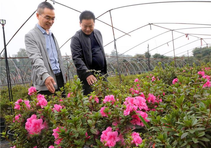 平顶山市叶县:花卉苗木种植助农增收脱贫