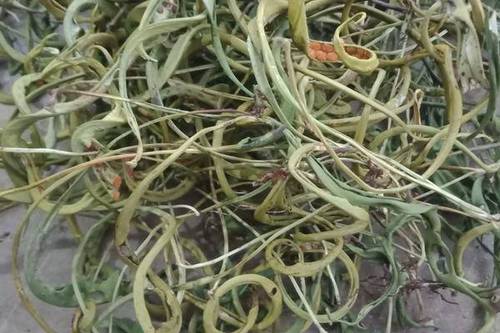 0/斤 大叶化石草