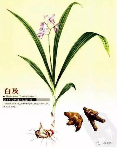 【中药学堂】白及