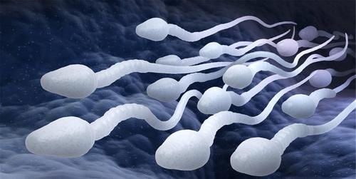 如何判断男人精子是否健康满足7个标准是优质精子