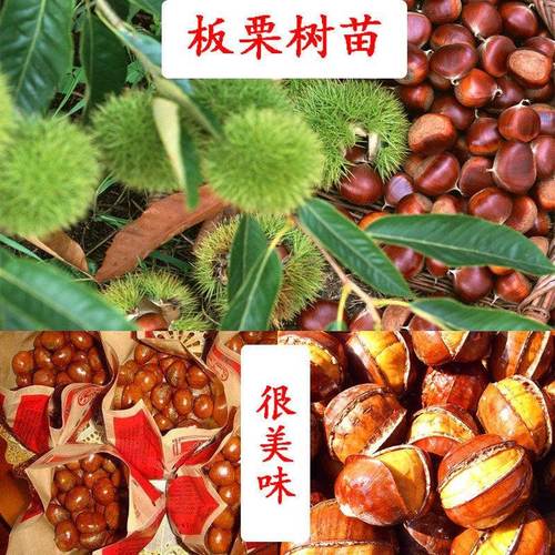 良乡耐寒板栗苗嫁接大红袍板栗树栗子树苗果树苗南方北方种植板栗