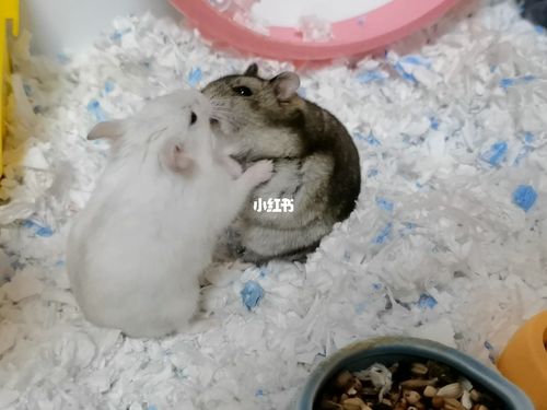 仓鼠秀恩爱_仓鼠_秀恩爱_宠物_宠物其他